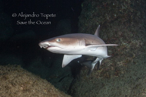 White Tip Shark in cave, Isla San Benedicto Mexico by Alejandro Topete 